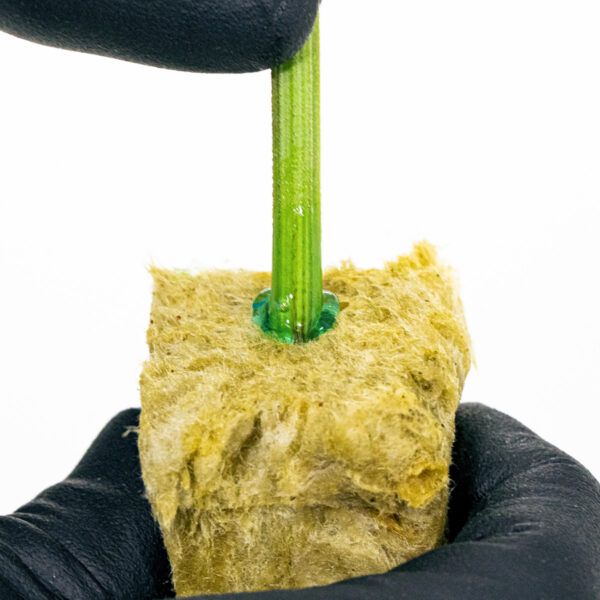 Athena Cuts 7OZ - Imagen 7
